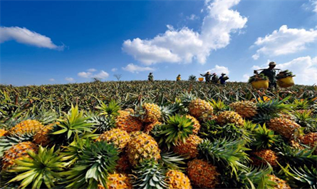 Green king and Pineapple king shipping to vietnam customers